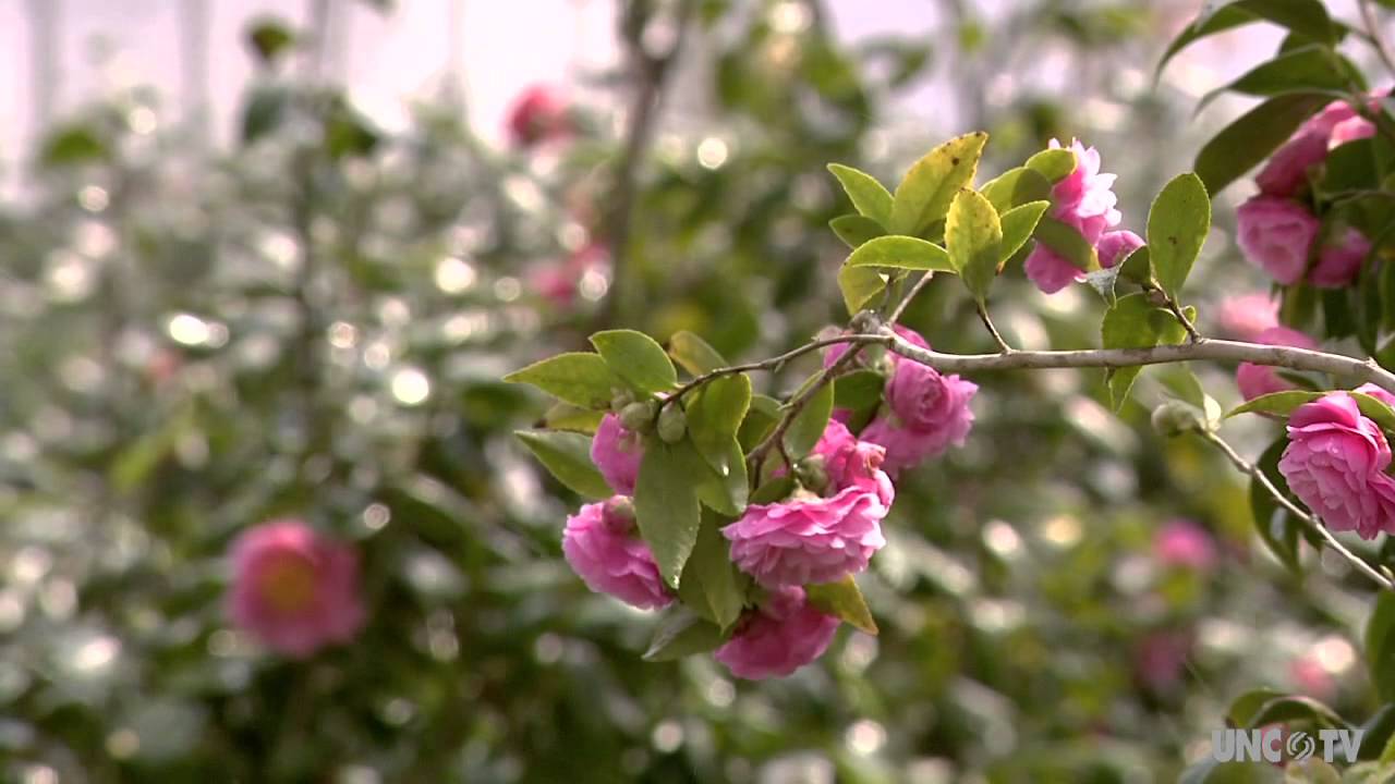 Camellia Forest Nursery on UNC-TV