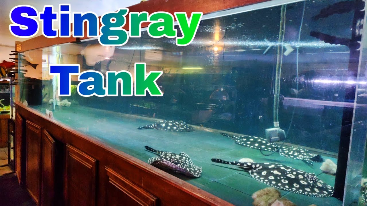 2,200 Gallon Aquarium full of Beautiful Black Diamond Stingray