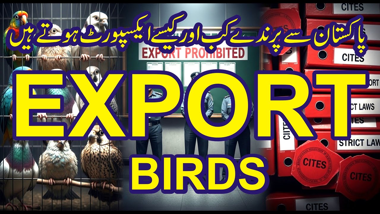 Bird Export from Pakistan | Legal Rules, Bans & Ground Reality