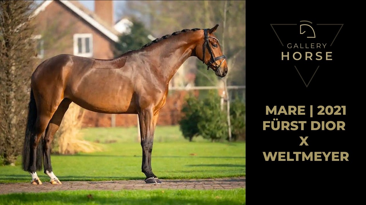 NEW DRESSAGE HORSE - KWPN - MARE - 2021 - GHS2593