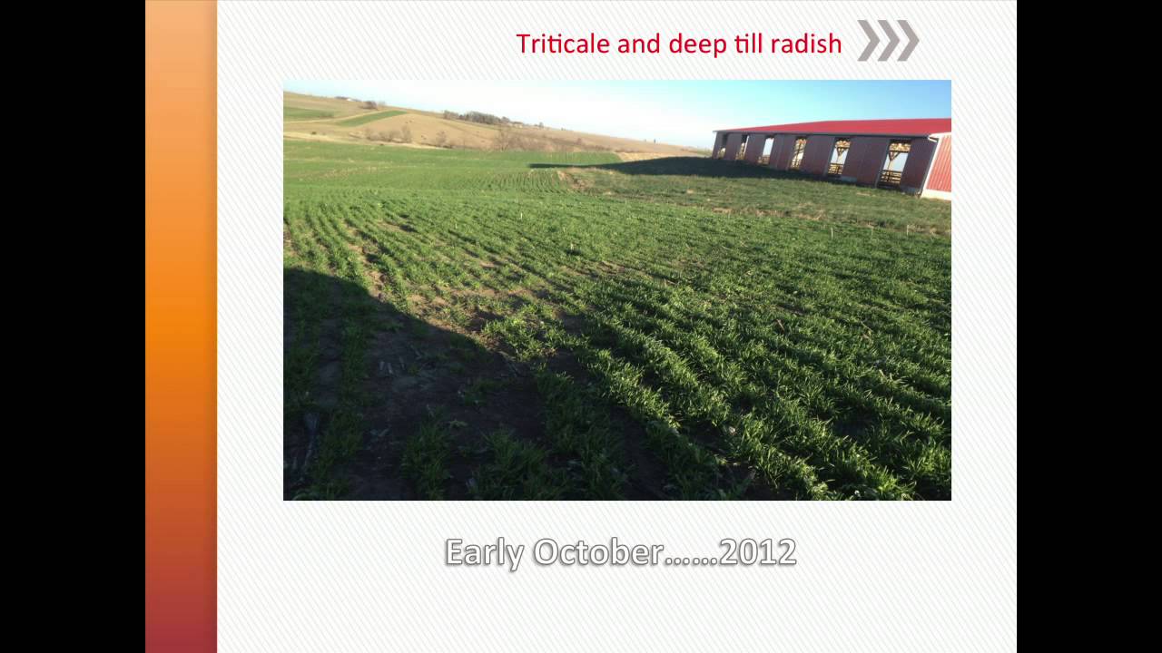 Grazing Cover Crops and Benefits for Livestock Operations - Craig Lang