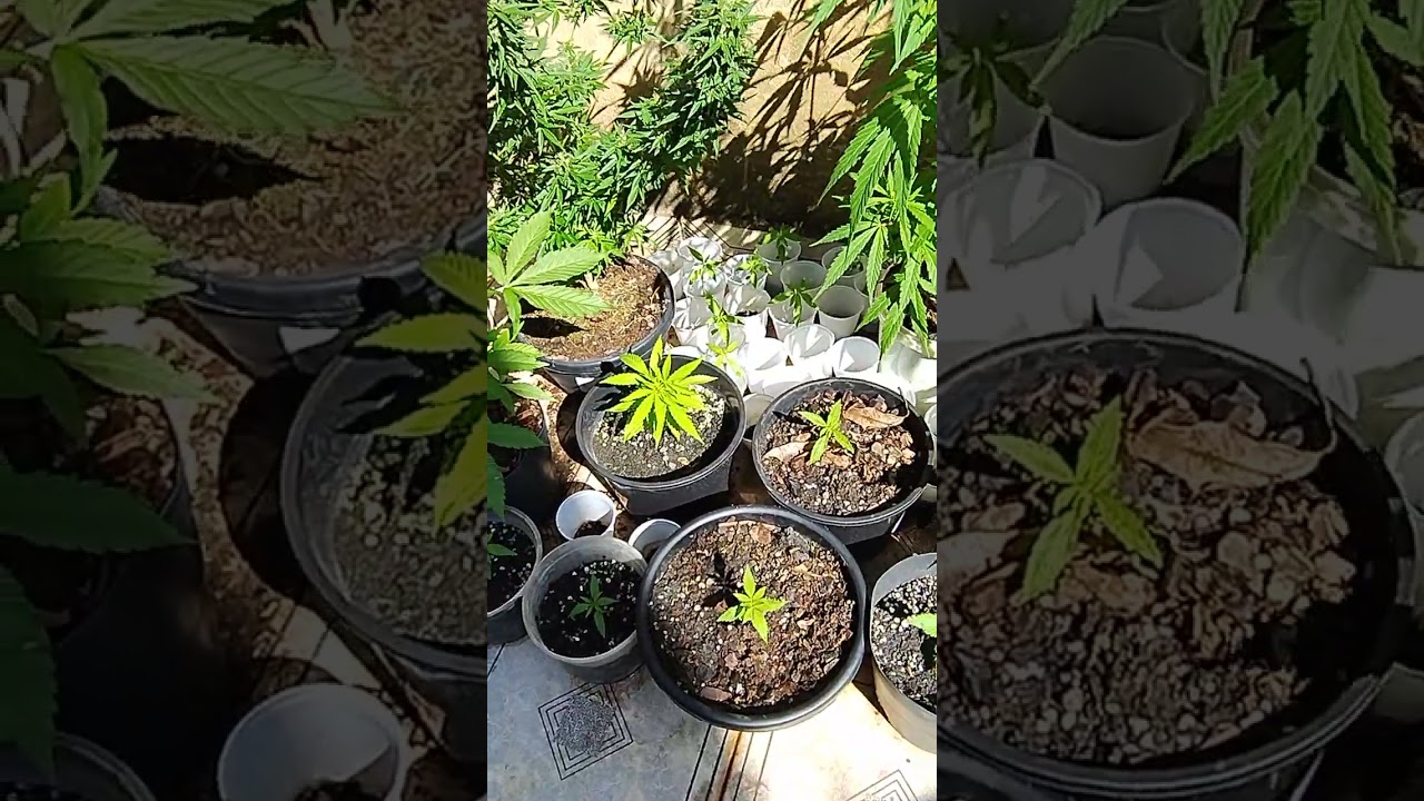 Sementes feminizadas, como feminizar sementes de cannabis, poda top, limpeza e cultivo de maconha.