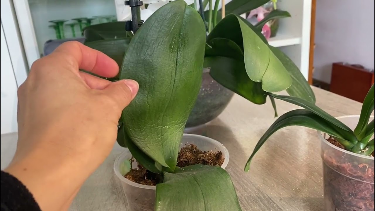 Comment soigner une Orchidée   en mauvais état un an après!