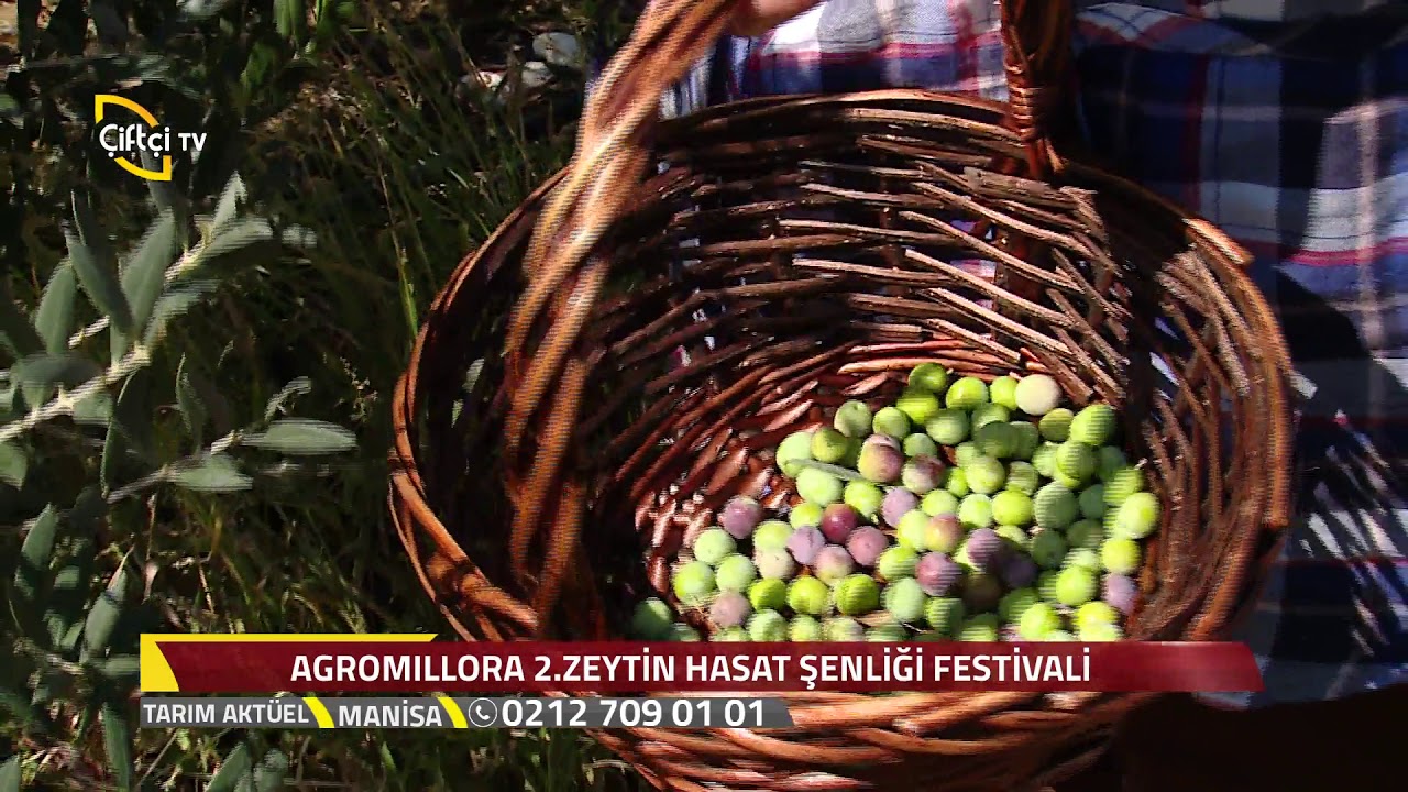 Tarım Aktüel / Agromillora  2. Zeytin Hasat Şenliği / Manisa