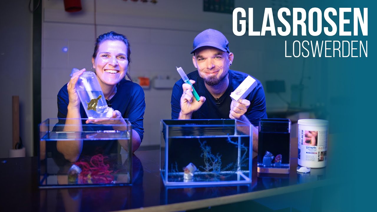 HOW-TO: Glasrosen loswerden | Vorbeugung & Bekämpfung | Coralaxy
