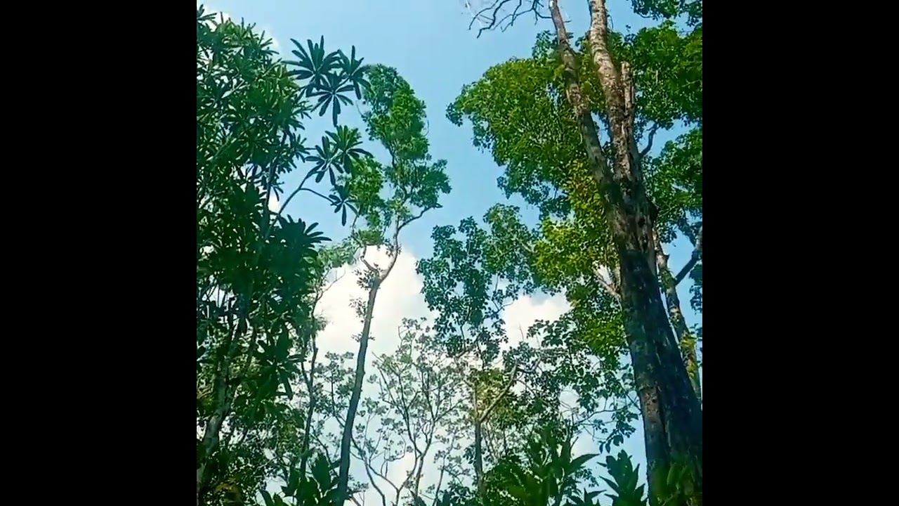 JungleWalk Adventures #nature #like #live #shorts #sub  #plant #adventure #reels #shortvideo #love