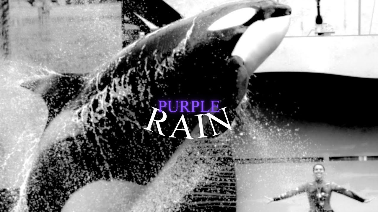 :: Purple Rain ::