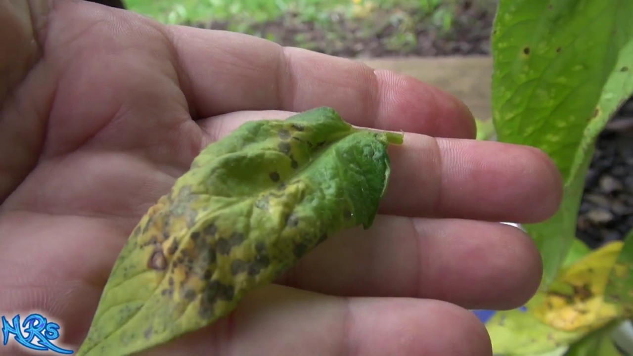Septoria leaf spot tomato | Septoria lycopersici | How to identify it and what it is