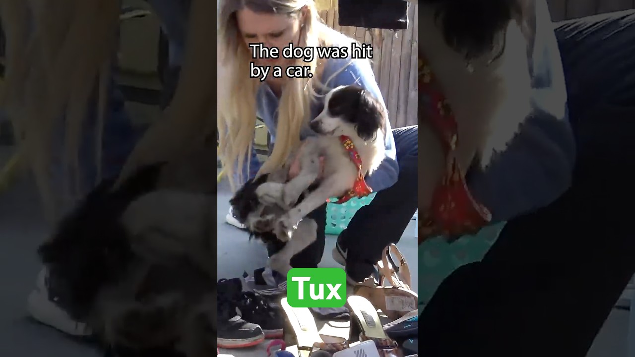 Kids called us after a homeless dog was hit by a car! Full rescue video: www.HopeForPaws.org