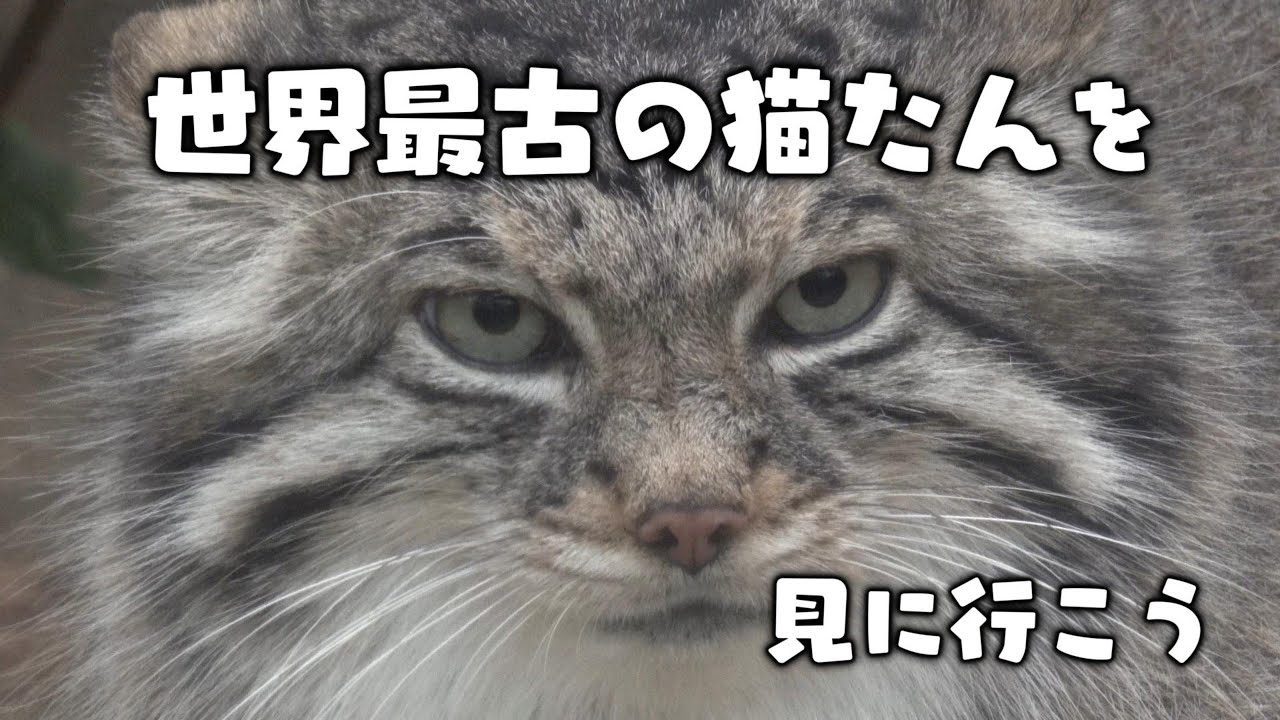 世界最古の猫たんを見よう【マヌルネコ×神戸どうぶつ王国】#猫