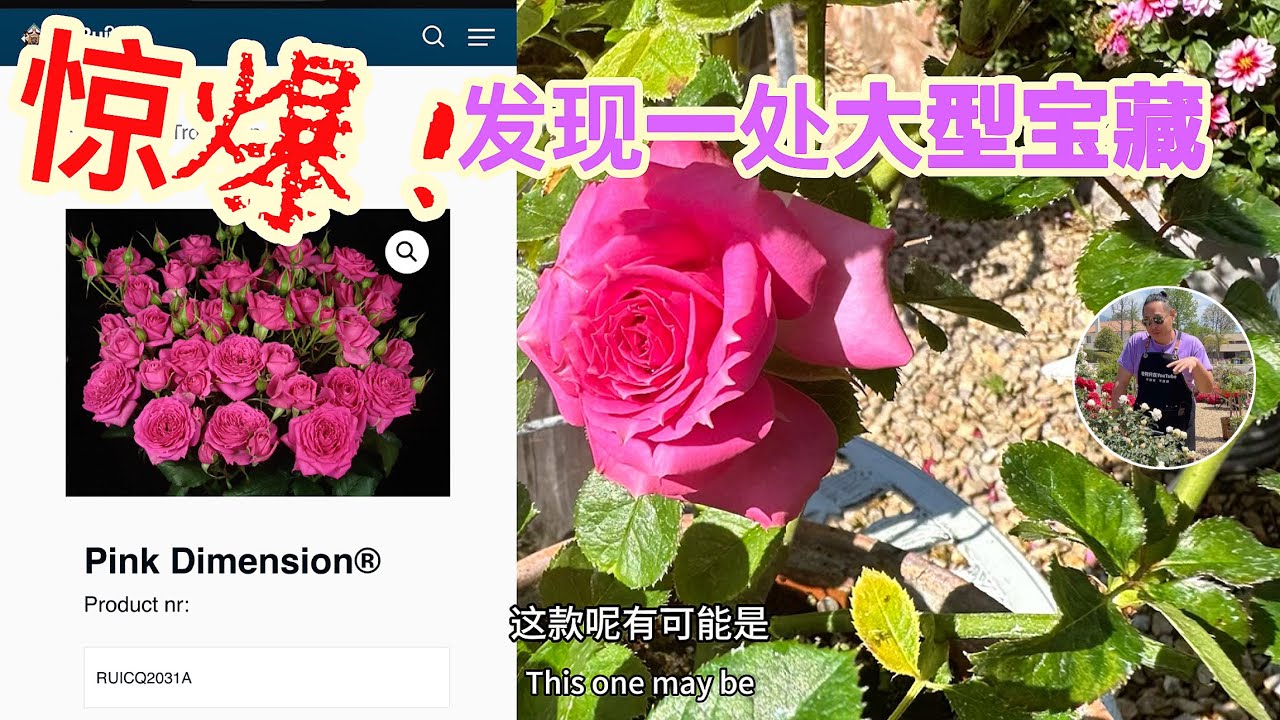 惊爆！发现巨宝盆！！不能错过玫瑰爱好者的宝藏哦！园艺篇668