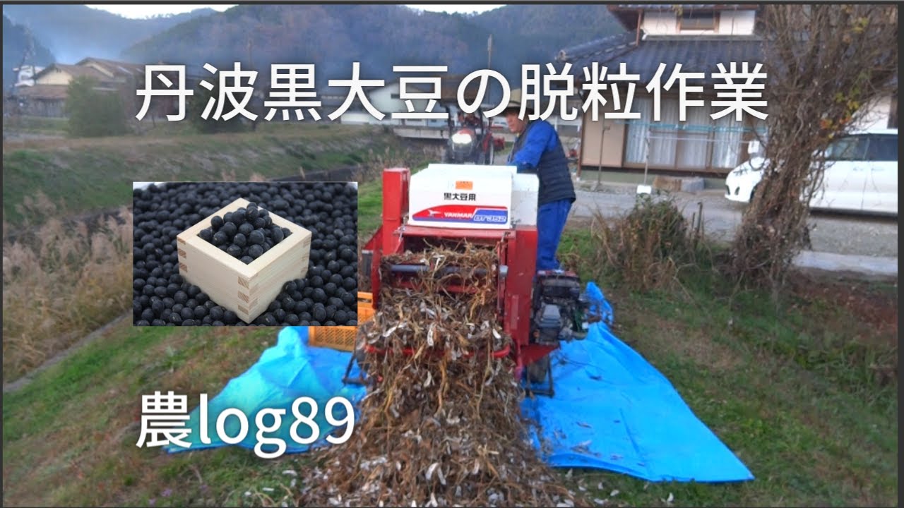 丹波黒大豆の脱粒作業 農log89