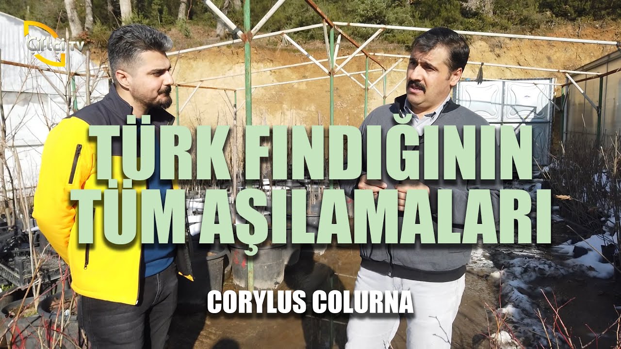 Türk Fındığının Tüm Aşılamaları - Derdimiz Fındık