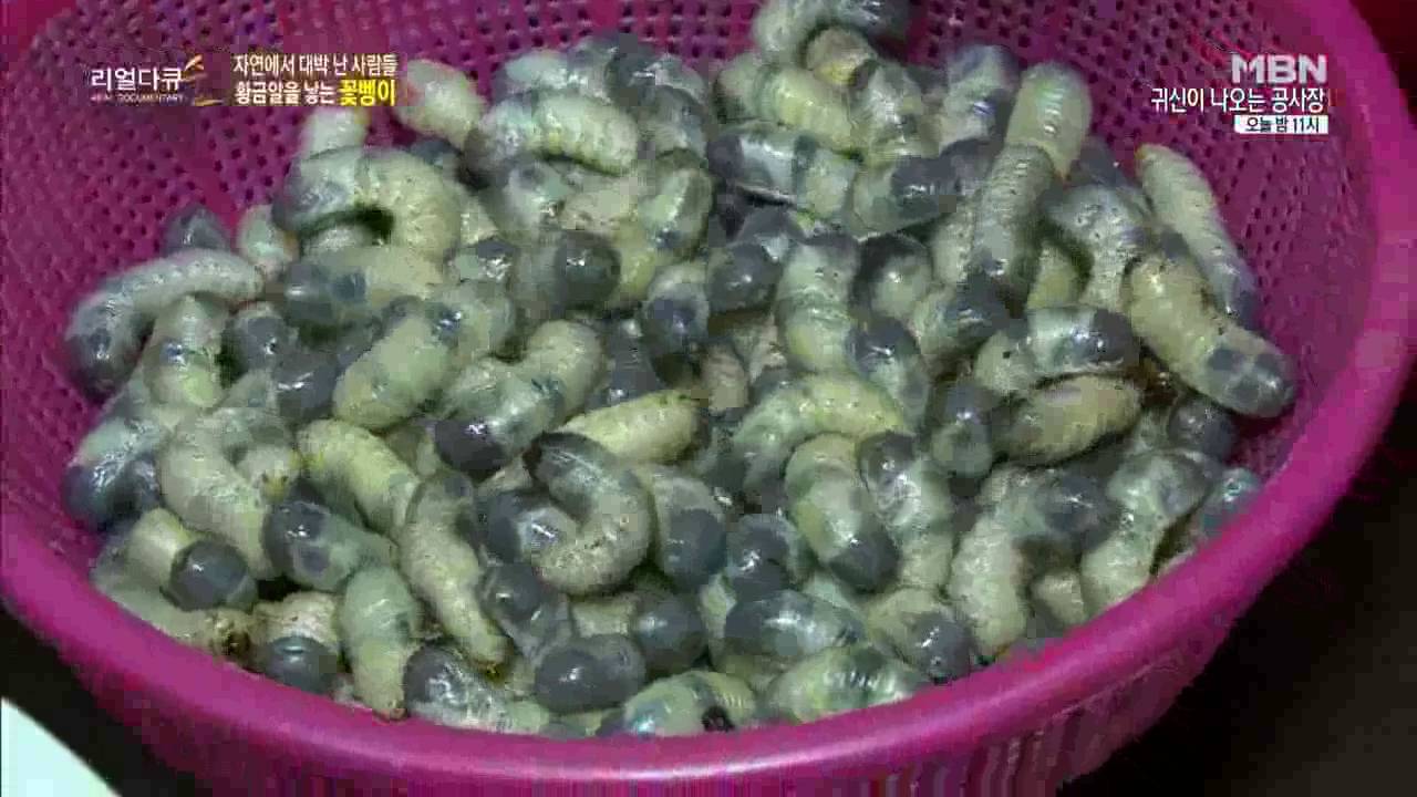횡성 굼벵이 마을 MBN방송