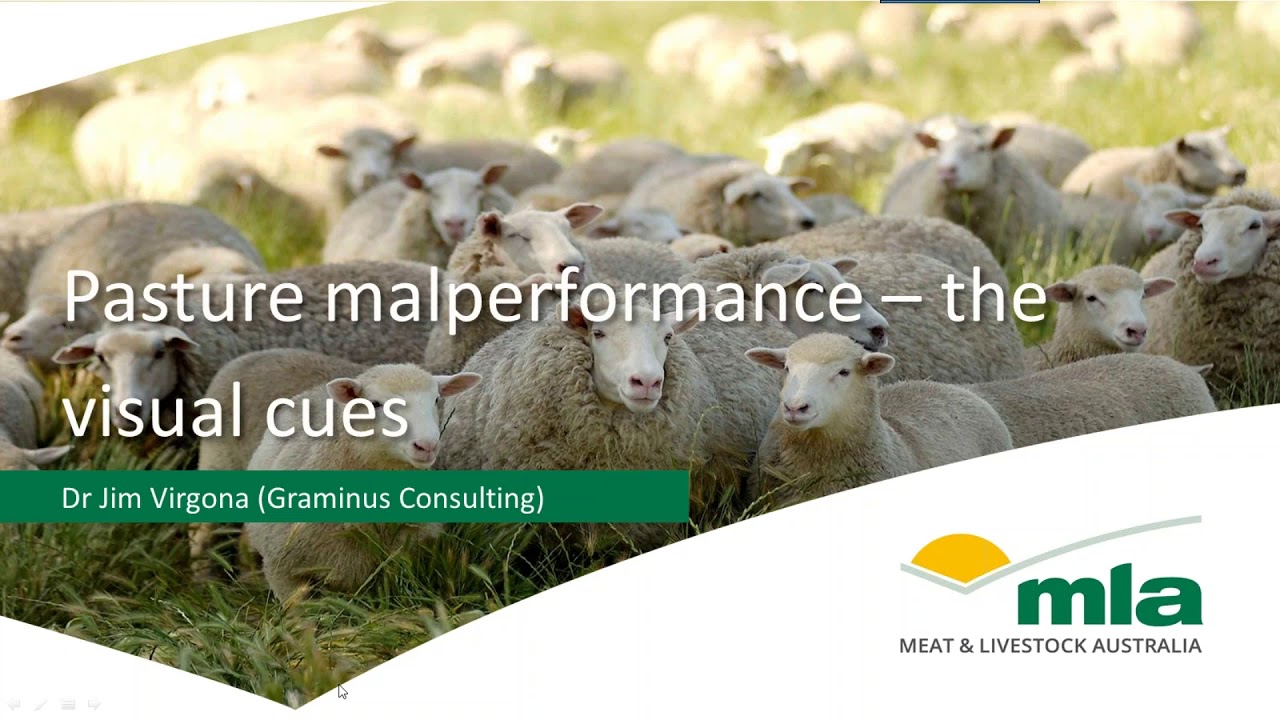 The visual cues of malperforming pastures | Sheep Productivity and Profitability webinar