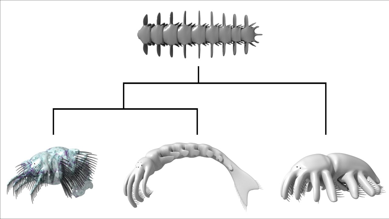 Alien Biospheres: Part 3 - Cladistics and Ecology