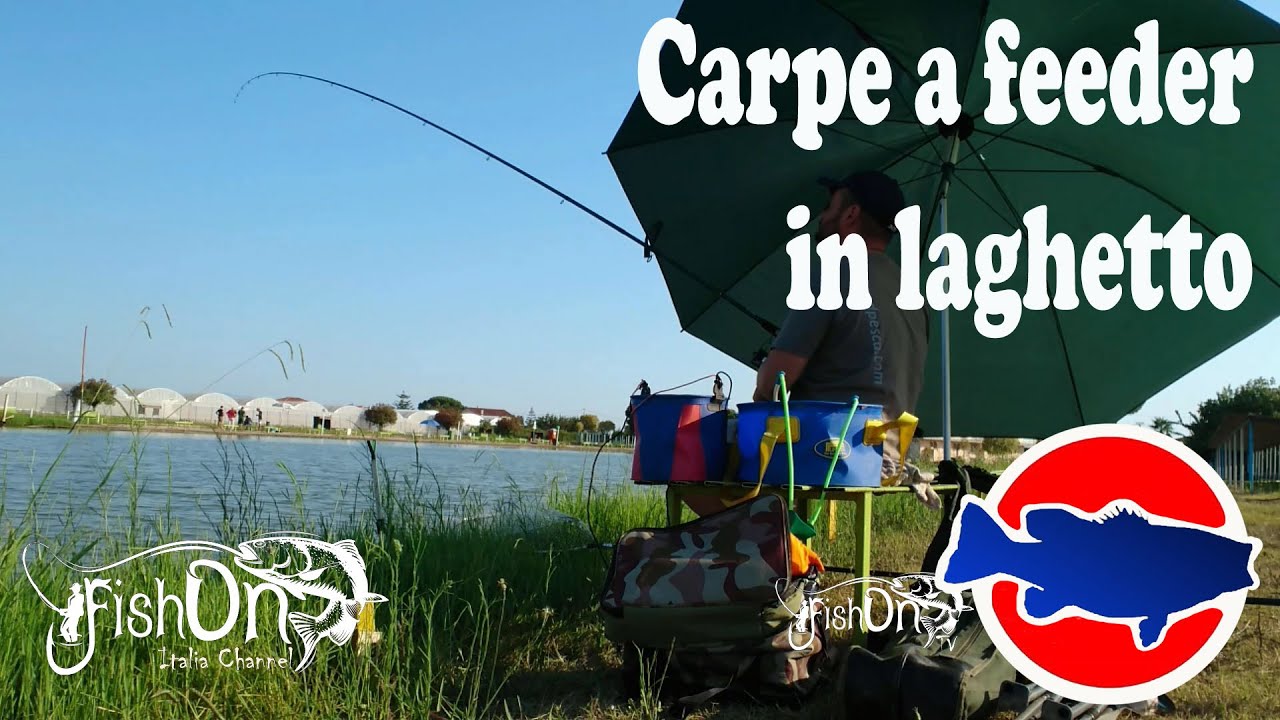 Carpe a Feeder in laghetto