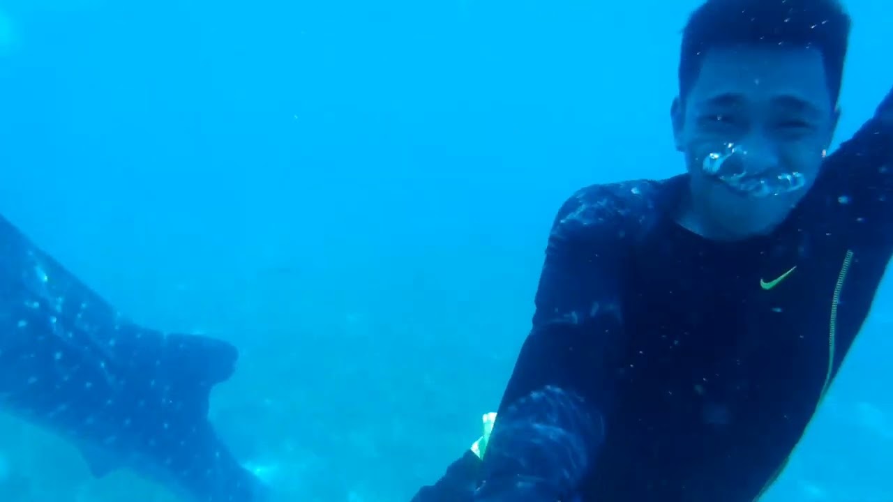 Swimming with the Whale Sharks - Oslob, Cebu