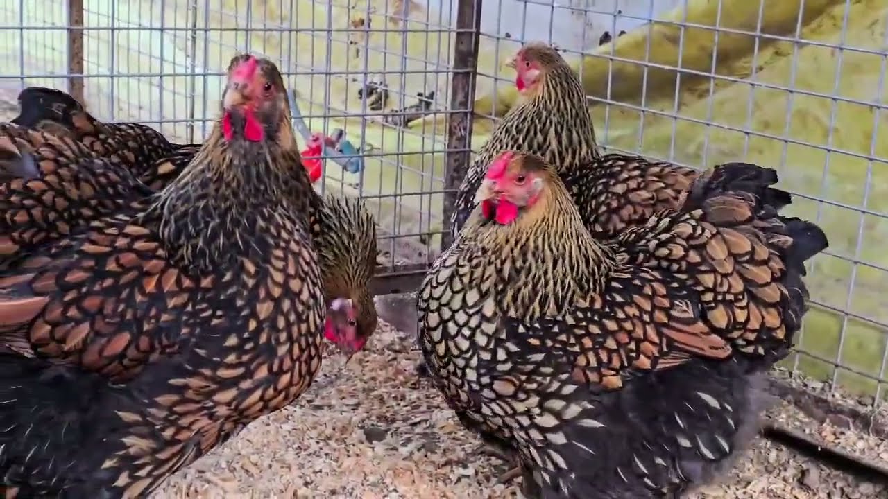 The Beauty of Golden Laced Wyandotte Chickens