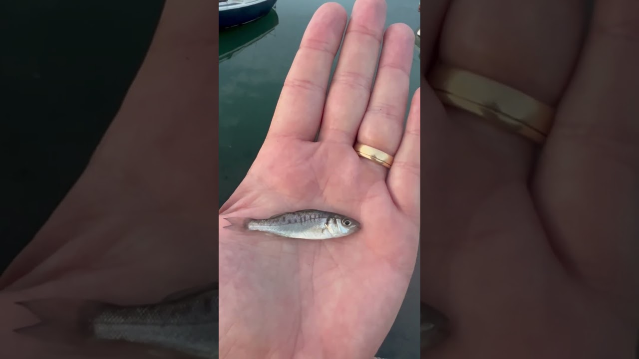 This one looks more like a spotted seabass - what do you think?