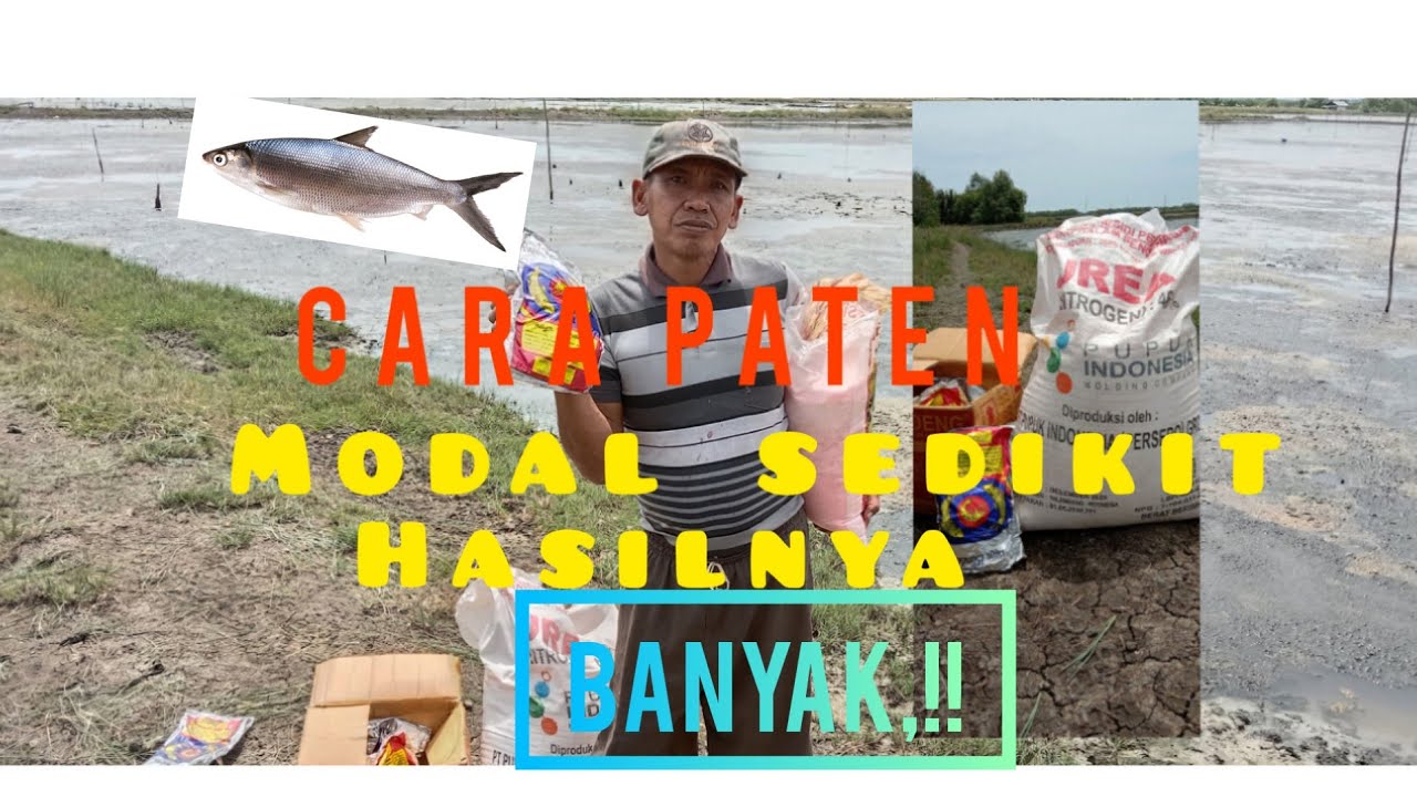 cara ngelola bandeng agar cepet besar part2-(tambak tradisional udang windu milik pak tangin)