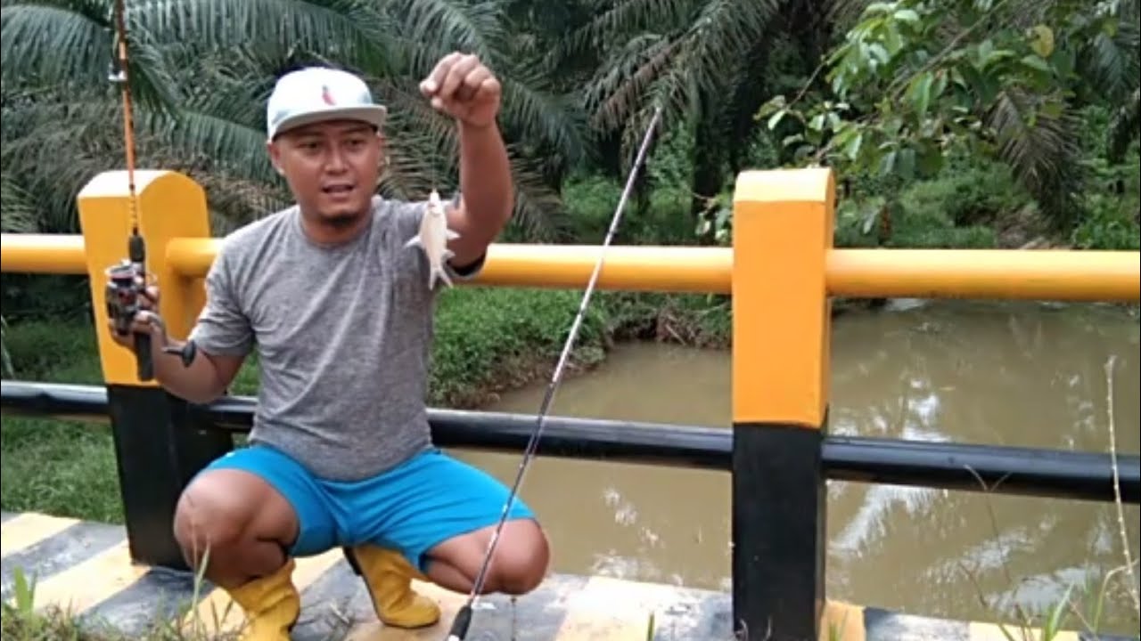 Mancing ikan Tawes Strike terus menerus