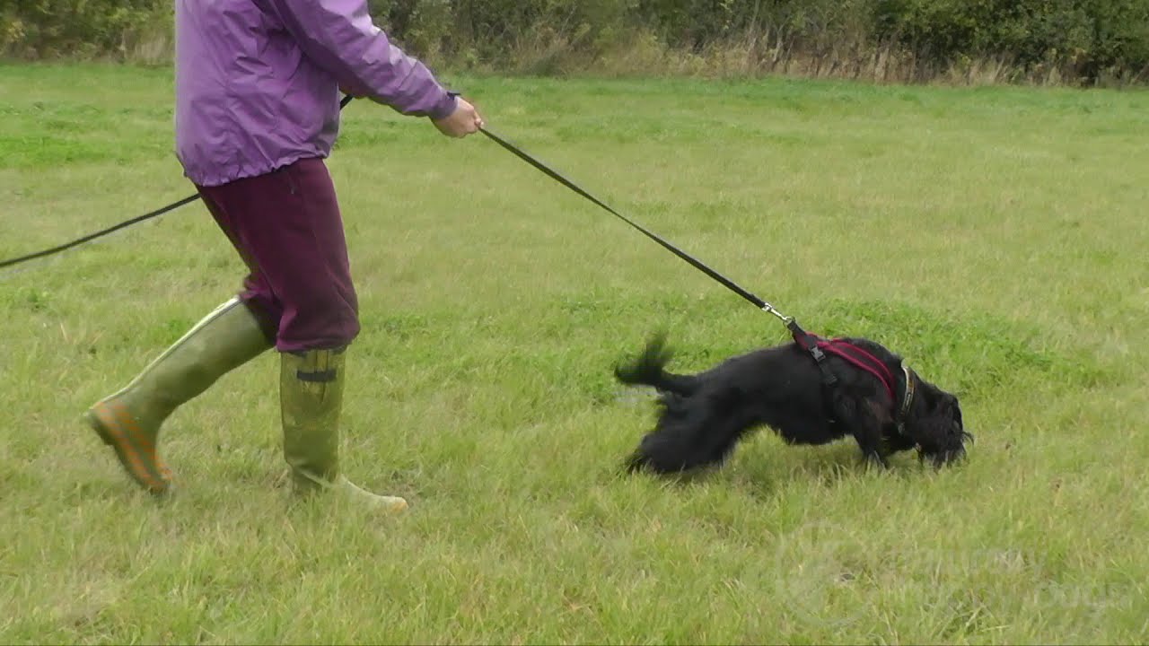 Tracking with dogs - handling and line skills