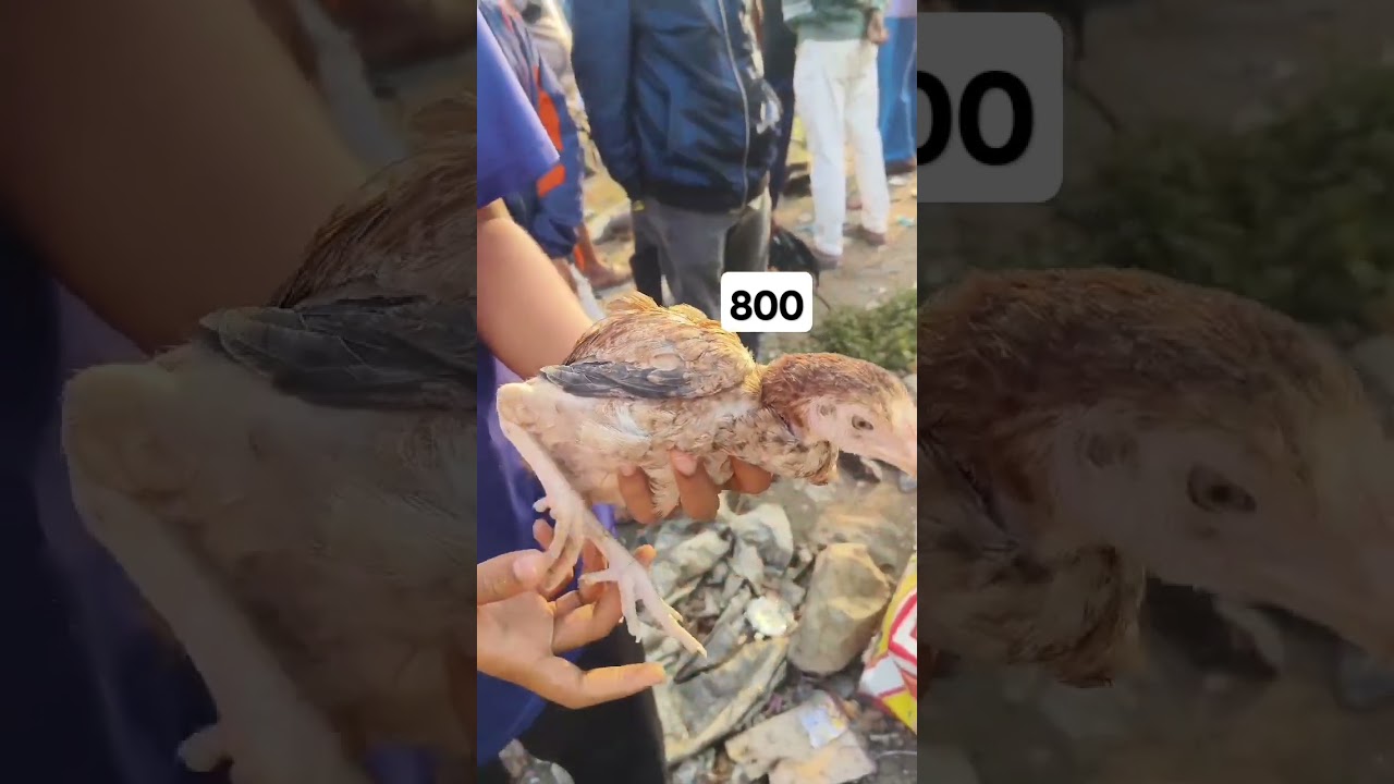 Kurnool hen market 