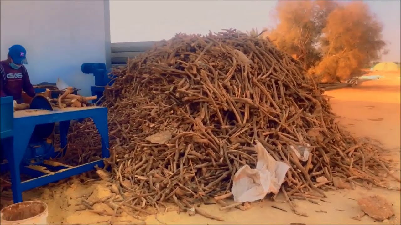 غابات الفواكة  في صحراء الرياض وحطب التين والسدر   A forest in the middle of the Arabian desert