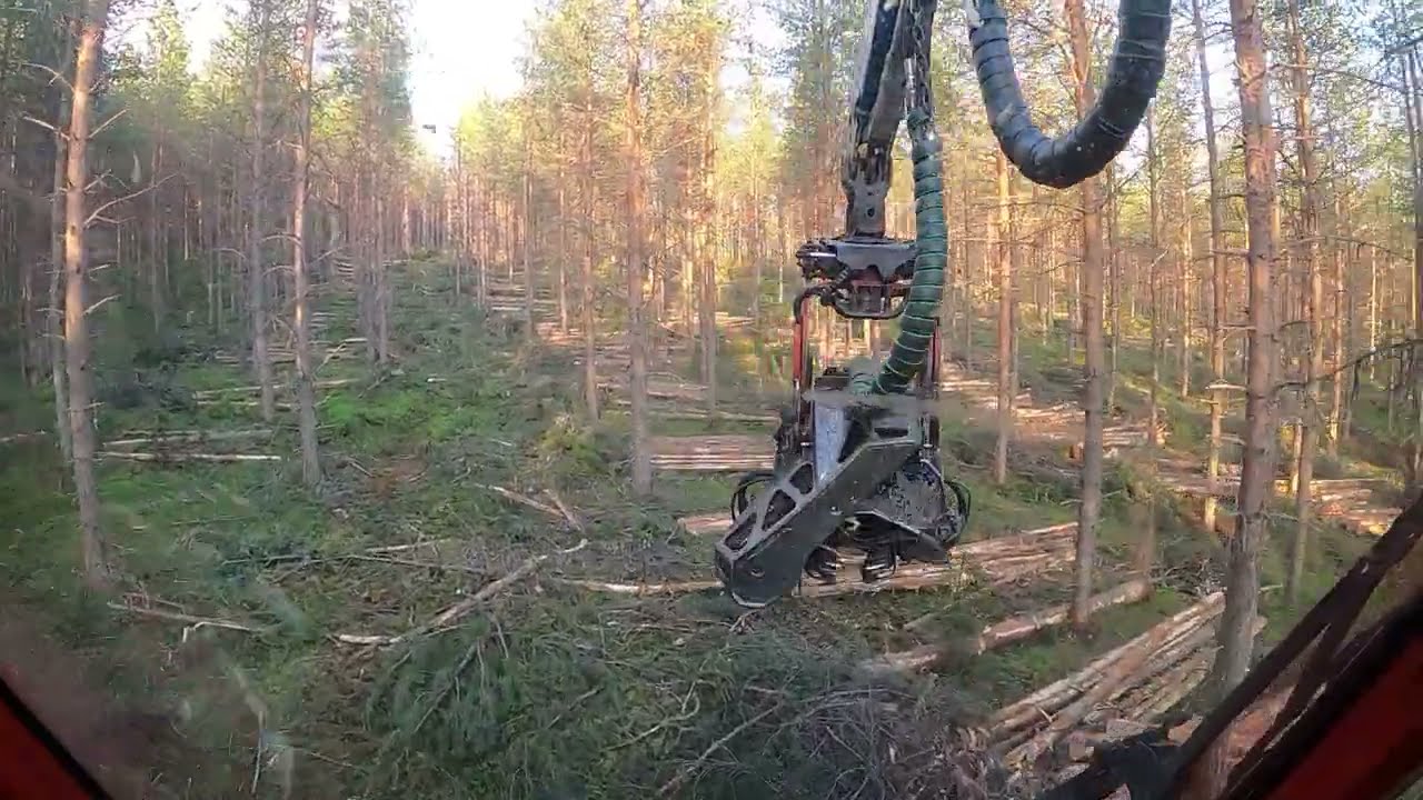 Komatsu 901 | Gallring i tallskog