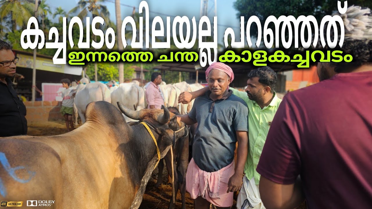 ഇന്നത്തെ ചന്ത🐂കാളകച്ചവടം💸കച്ചവടം വിലയല്ല പറയില്ല Chattipparamba Chanda |Bull Market | Kala valarthal