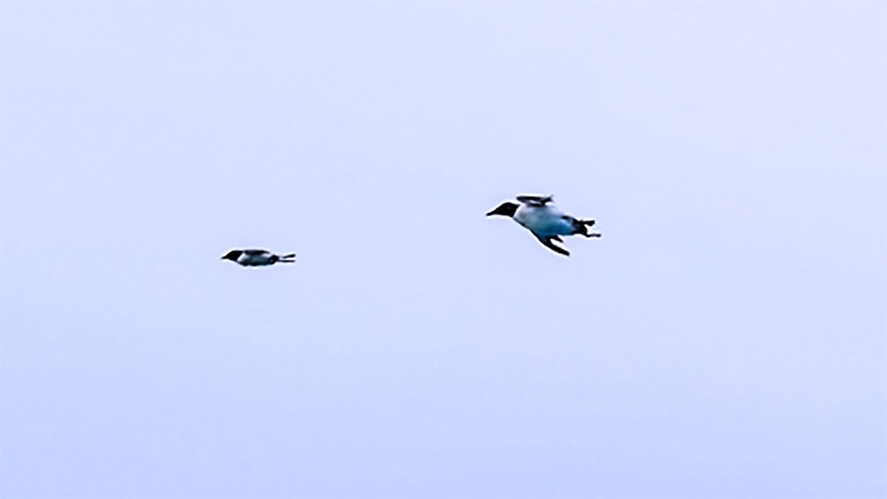 Chicks jump off cliffs - natural base jumping experts in 1000ft plunge