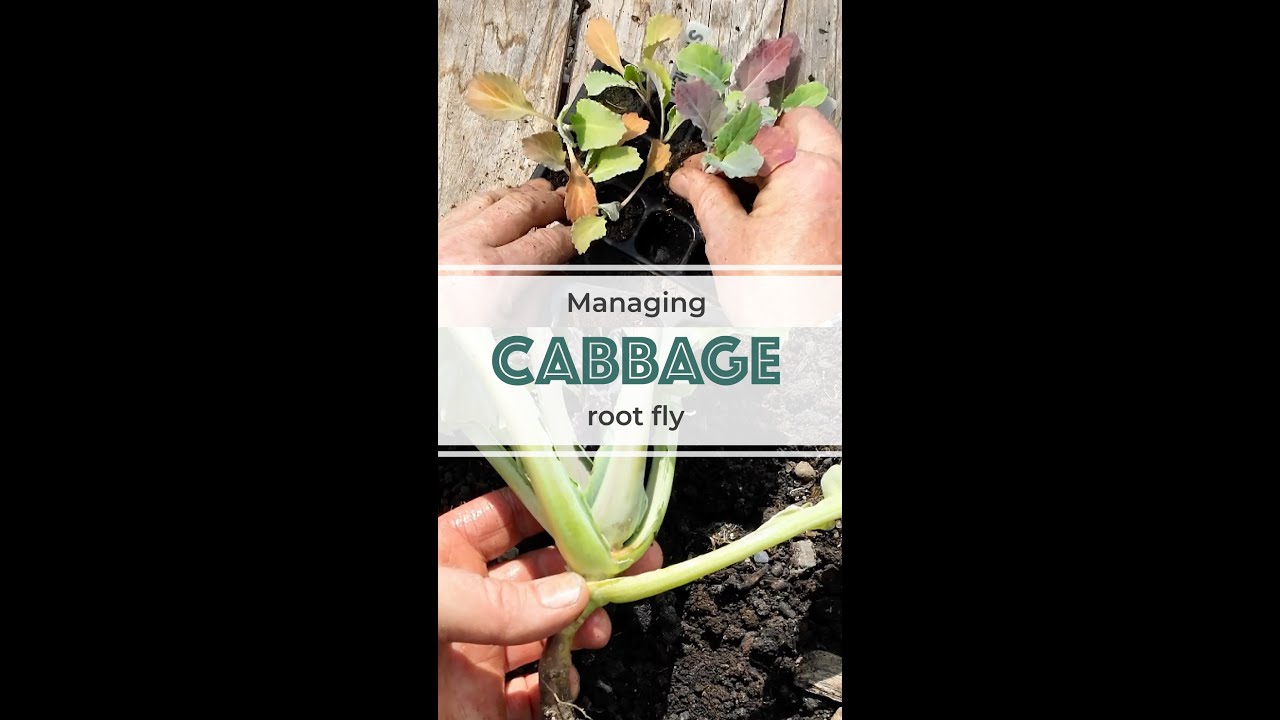 Managing Cabbage Root Fly