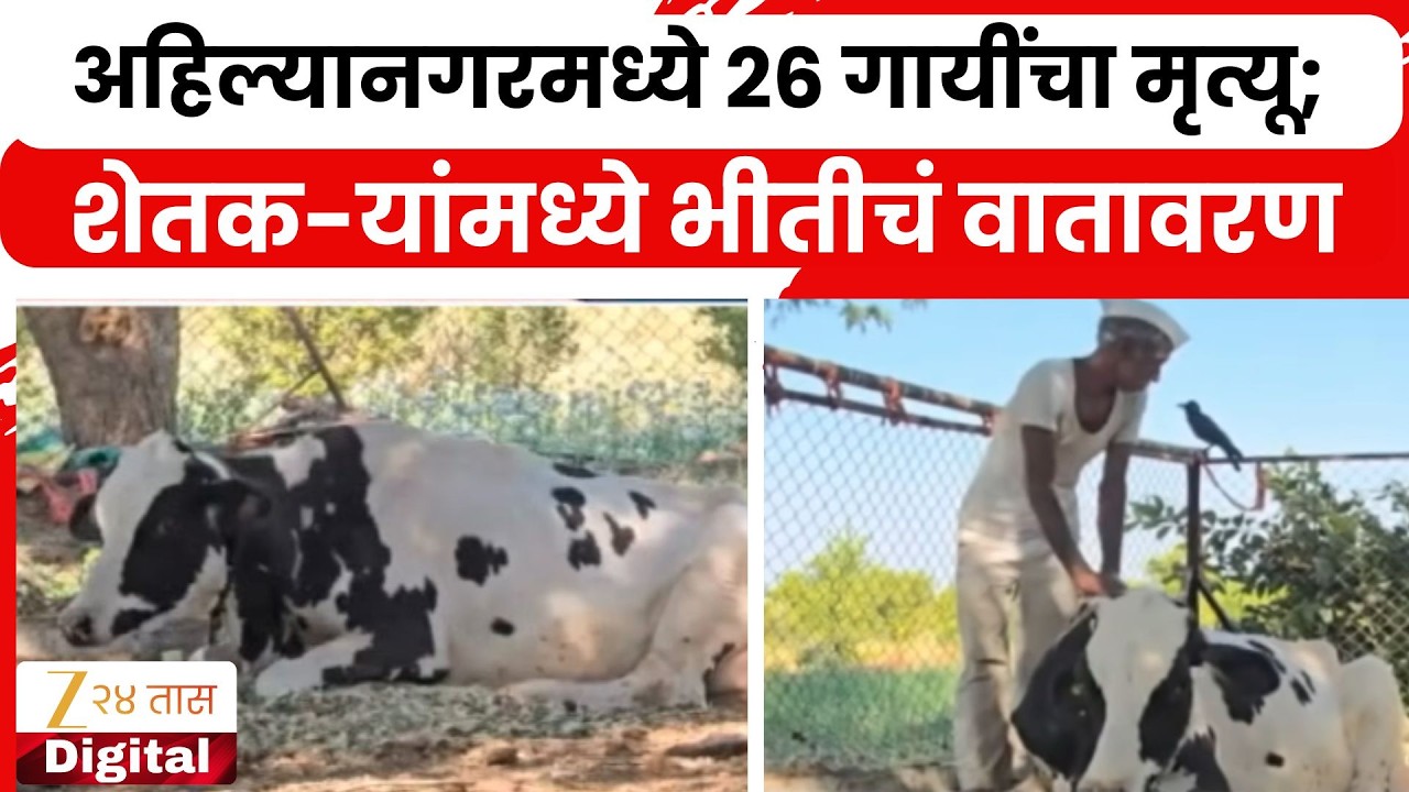 Ahilyanagar | अहिल्यानगरमध्ये 26 गायींचा मृत्यू; शेतक-यांमध्ये भीतीचं वातावरण | Zee24Taas