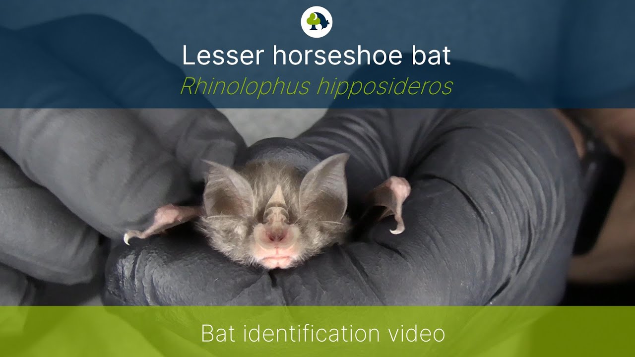 Lesser horseshoe bat (Rhinolophus hipposideros) identification training video