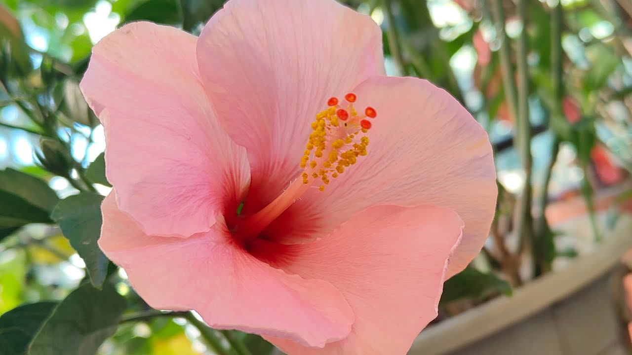Live Floral Tour by Flowers by Satya