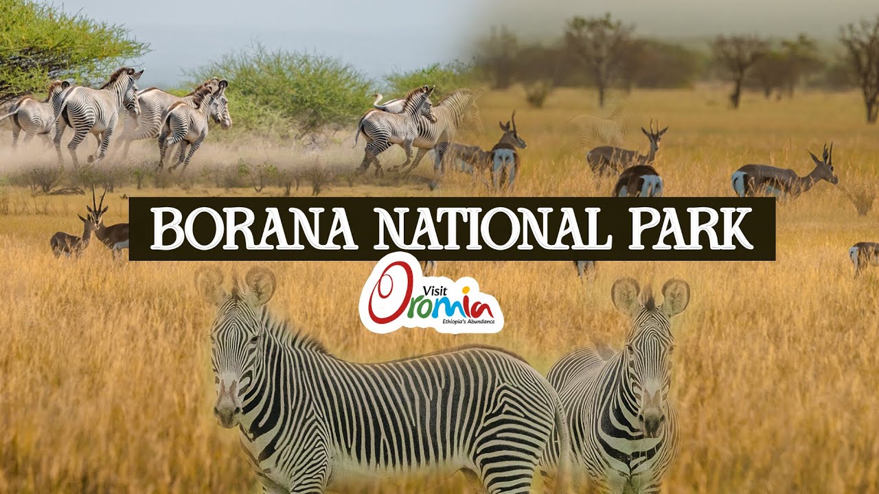 Visit Oromia _  Borana National Park