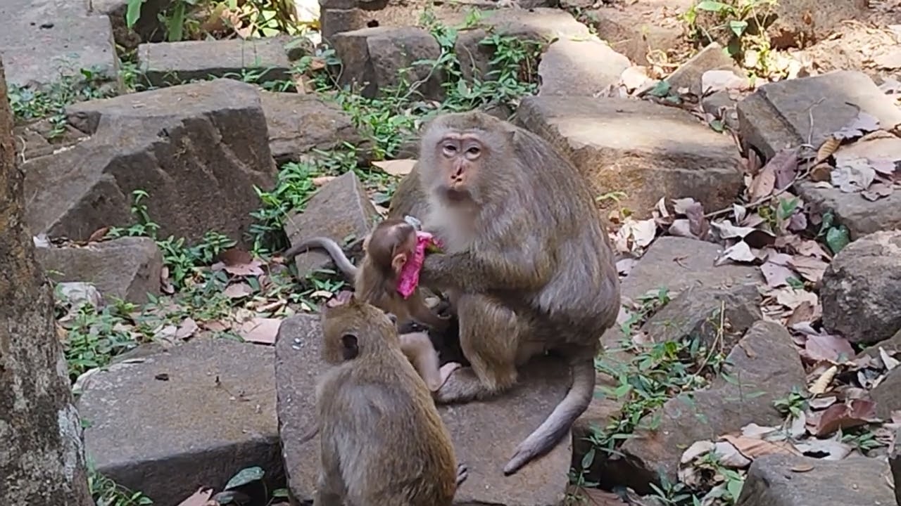 Young Little Boris want to Eat Fresh Dragon Fruits with Mama Brianna Beside Brita