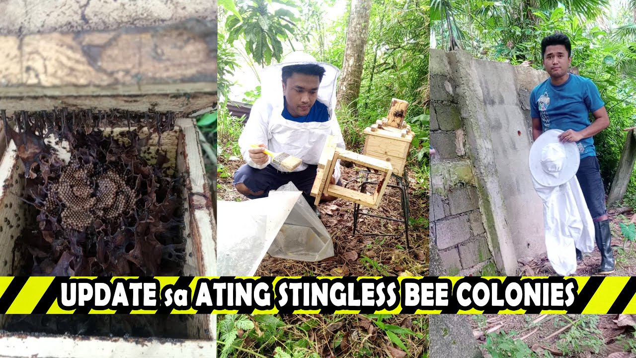 Update sa ating Stingless Bee Colony 🐝🍯 |#farmer #stinglessbee #beefarming #beekeeping #honeybee