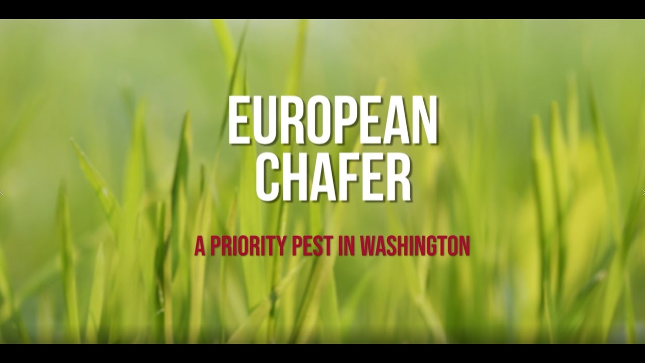 European Chafer: A Priority Pest in Washington