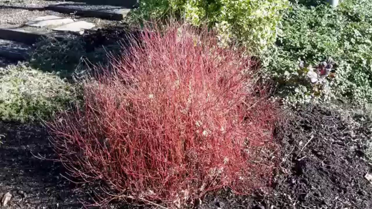 Dwarf Redtwig Dogwood / Cornus sericea 'Kelseyi'