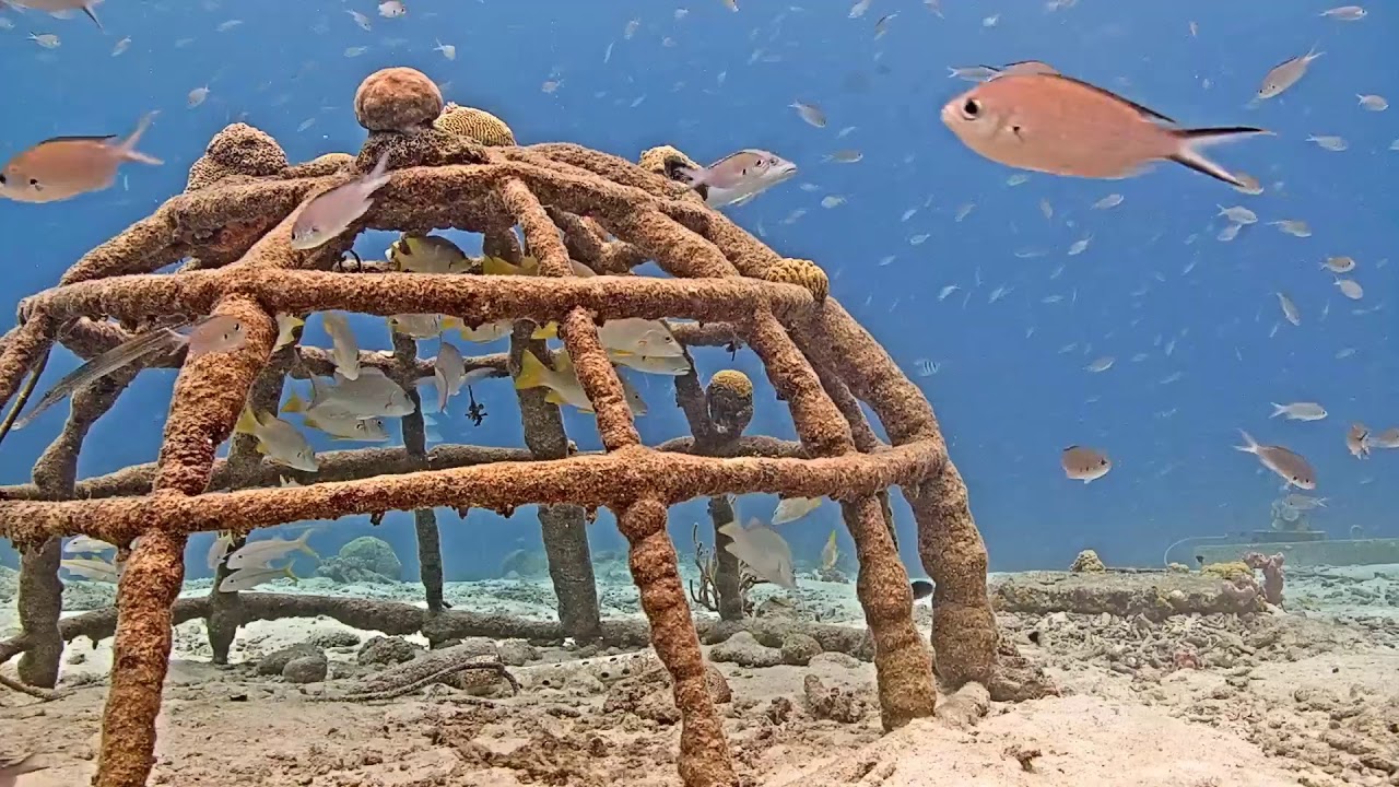Harbour Village Bonaire Live Stream