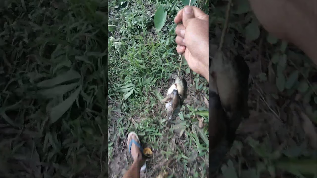 #fishing #nuevavizcaya #pinoyfishing