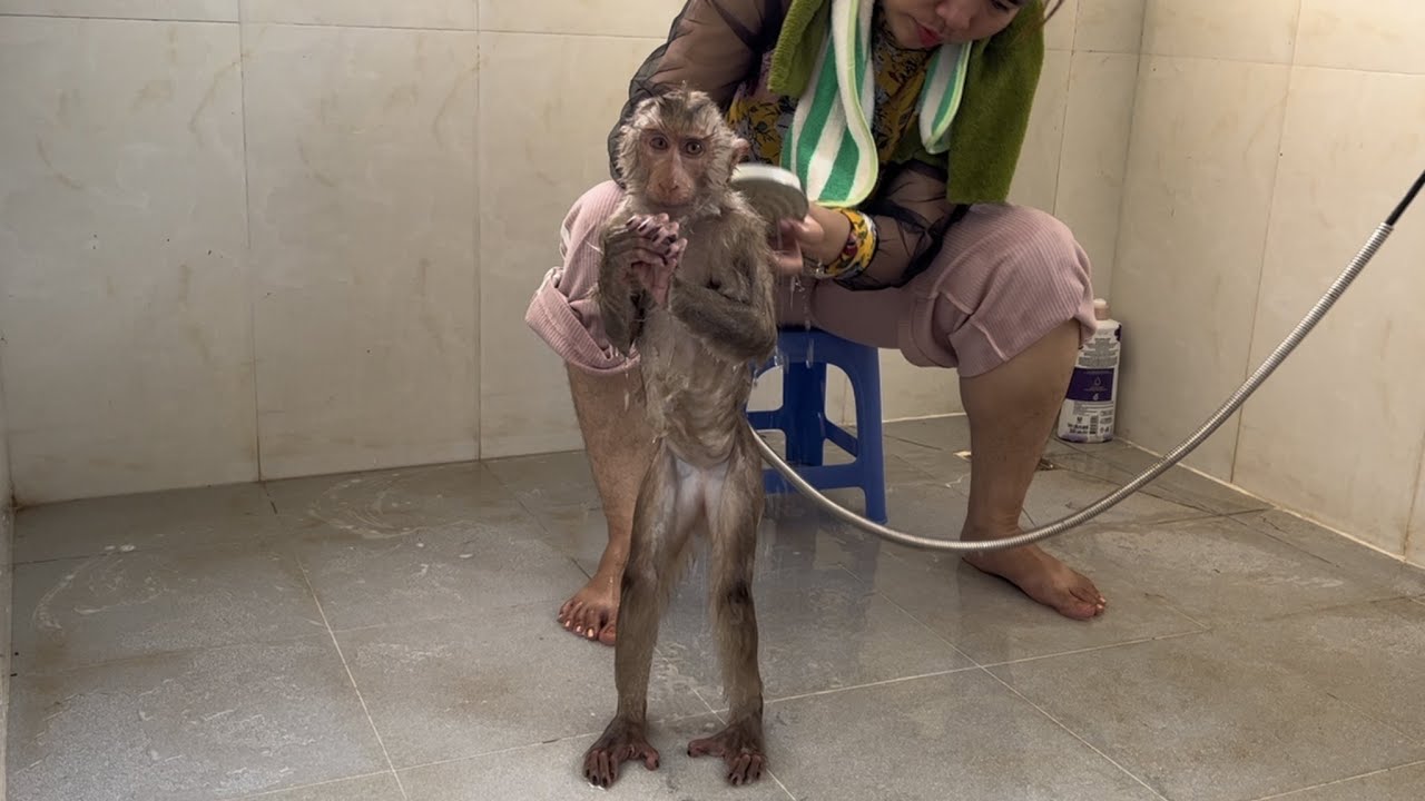 Monkey Jessy very obedience and docile follow mom to take shower.