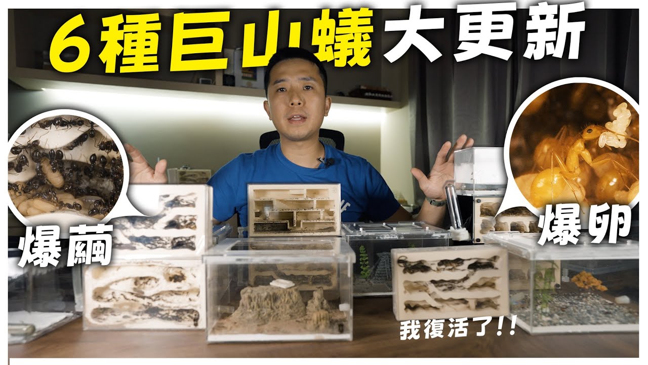 這兩種巨山蟻「今年大復活」!!!｜6種巨山蟻飼養近況更新｜螞蟻明星系列【臺灣蟻窟】