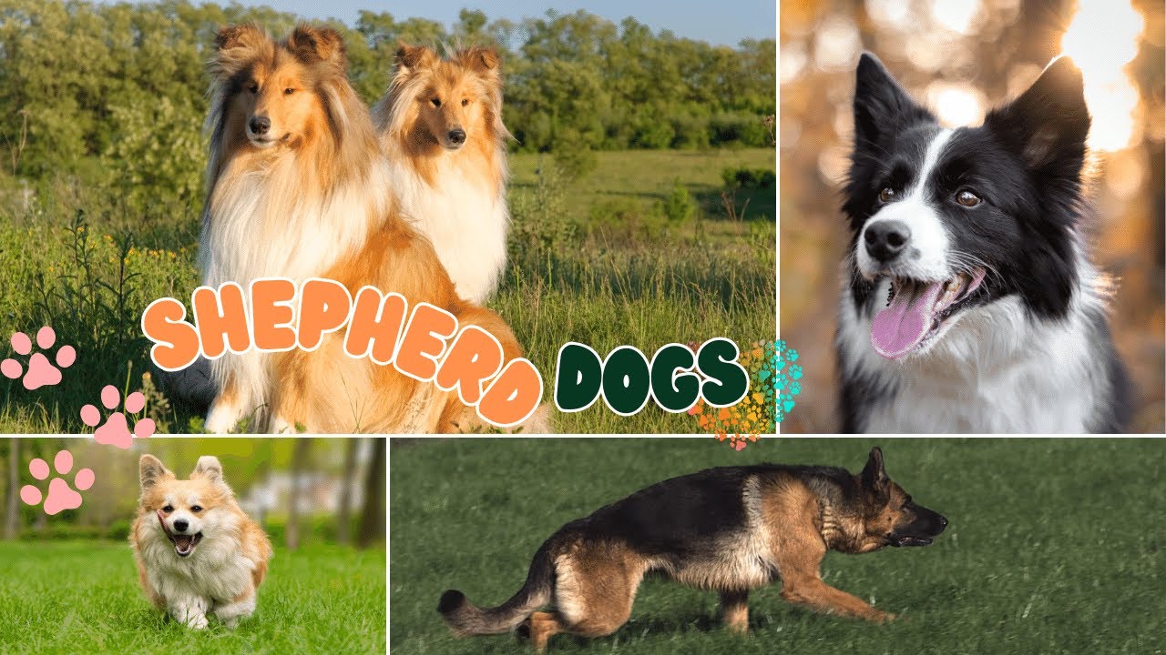 SHEPHERD DOGS