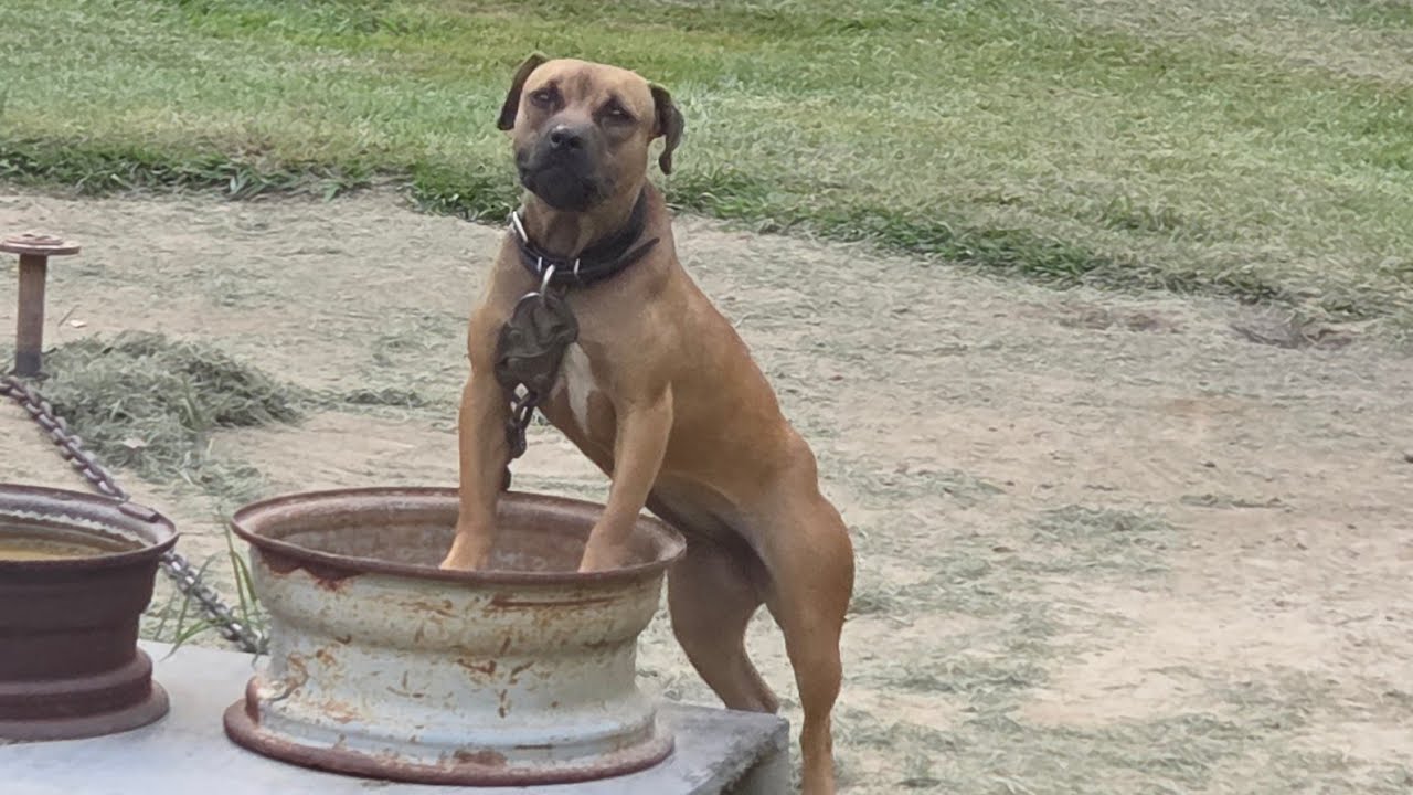 THOMPSON'S KENNEL ВСЁ ПОЧТИ ЗАКОНЧИЛОСЬ И НОВОСТИ 🙄