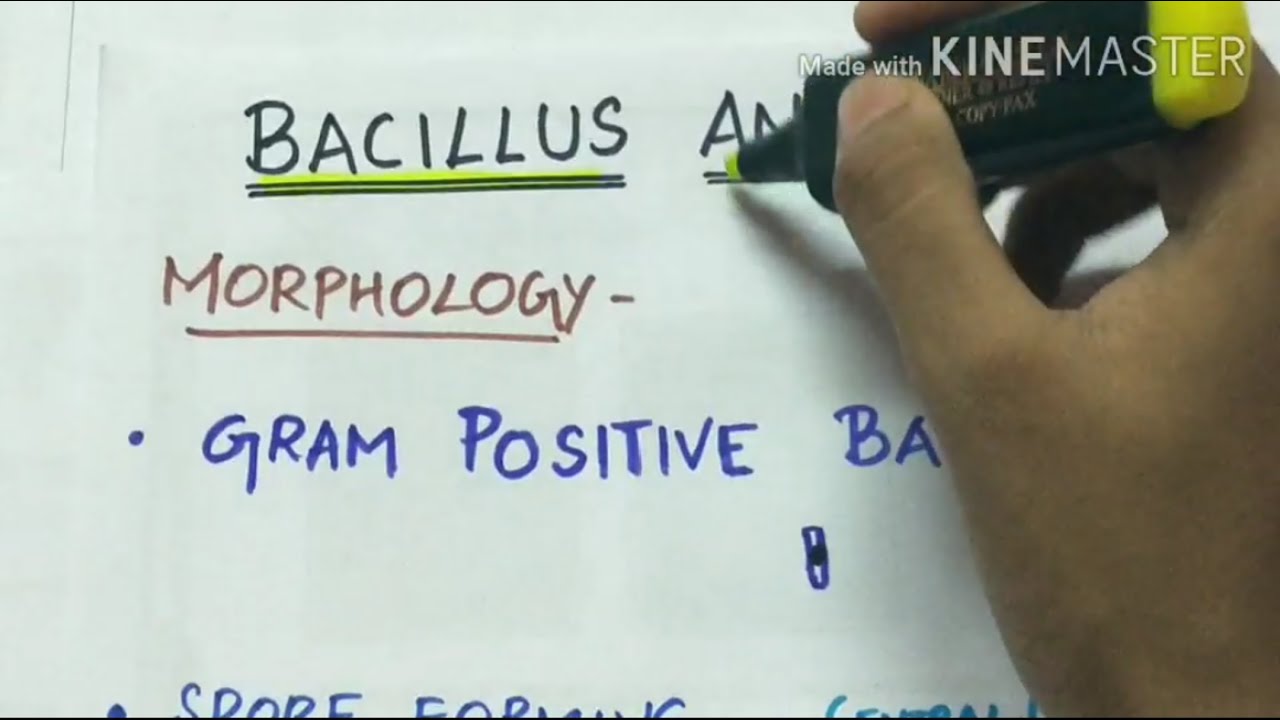 bacillus anthracis - microbiology handwritten notes