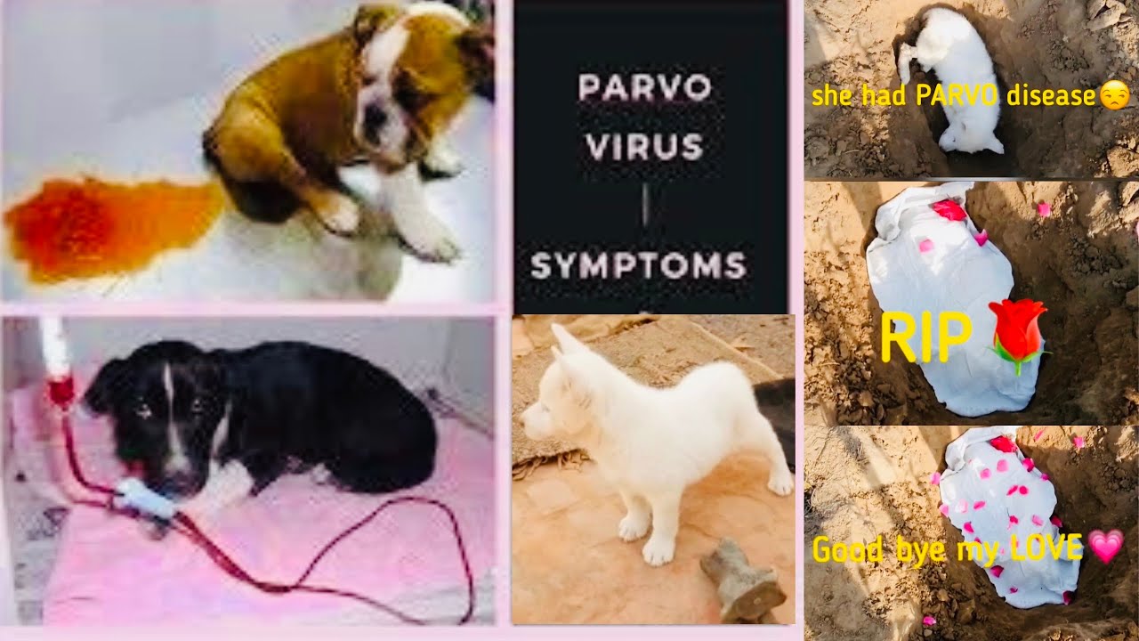 Parvo Virus - Puppy killer virus very active. dog owners Need To Know About Canine Parvo & Symptoms.