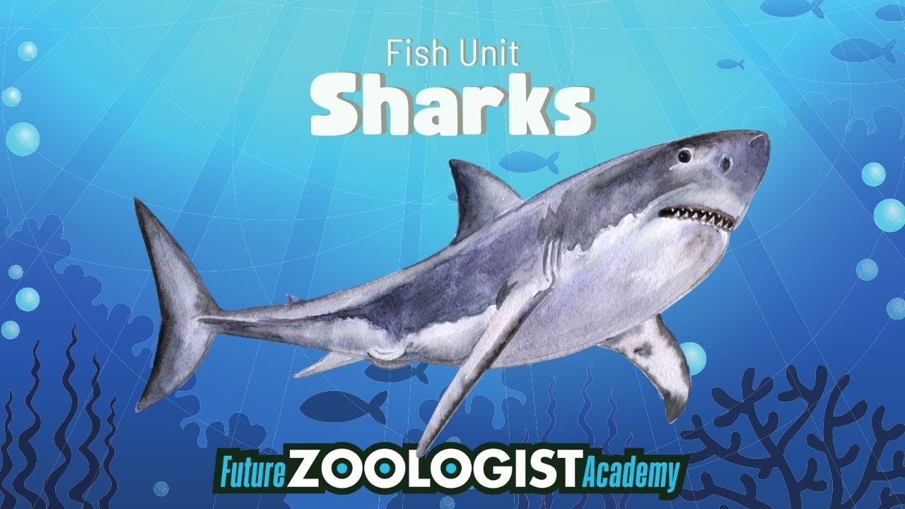 Sharks | Amazing Shark Facts